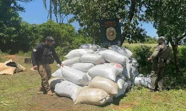 Nuevo golpe de la SENAD en Canindeyú: incautan más de 7 toneladas de marihuana – Prensa 5