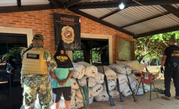 Senad incauta más de 7 toneladas de marihuana en Colonia Maracaná
