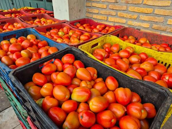 Menor oferta de tomate nacional: productores denuncian contrabando y Senave aclara que no habilitó importación - Economía - ABC Color
