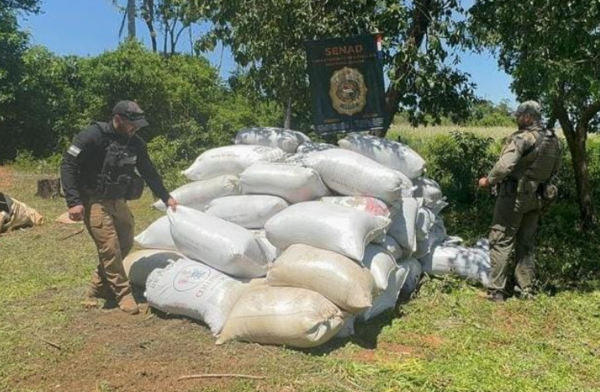 Incautan mas de 7 toneladas de marihuana en Canindeyú