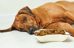 ¿Por qué mi mascota no quiere comer?: cómo identificar si es algo grave - Mascotas - ABC Color