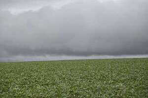 Rendimiento de soja depende de la lluvia en los próximos diez días - ABC en el Este - ABC Color