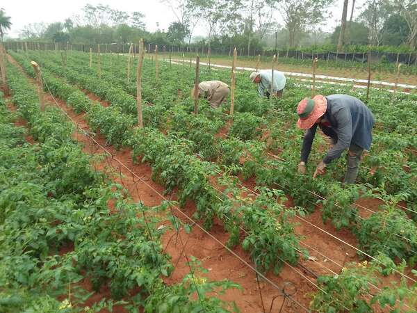 Tomateros piden apoyo del Gobierno para asegurar la venta en el mercado local - Nacionales - ABC Color