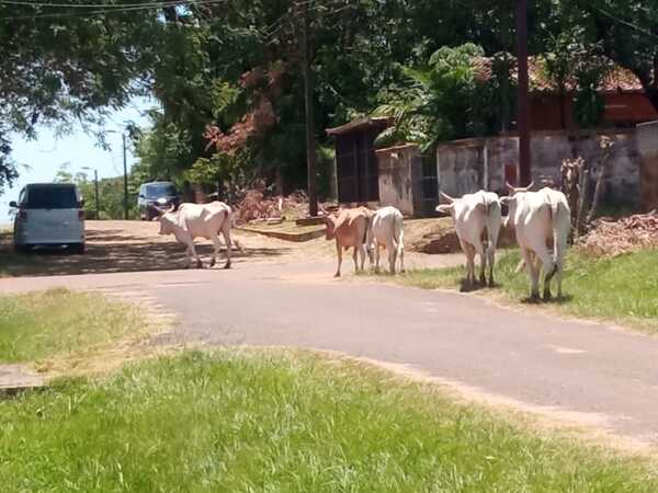 Sanjosianos cansados del deambular de vacunos sueltos en las vías públicas - Noticiero Paraguay