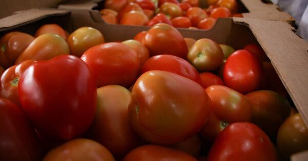 Diario HOY | Precio del tomate, nuevamente por las nubes: MAG justifica suba