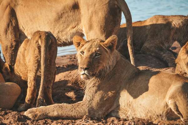 Zimbabue: niño sobrevivió cinco días en una reserva llena de leones y otros animales salvajes - Ciencia - ABC Color