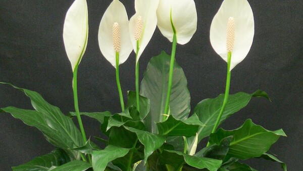 La planta que según la NASA, es ideal para PURIFICAR el hogar