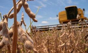 Países de la región tendrían mayor oferta de soja este año debido a su gran nivel de producción | Agronegocios | 5Días