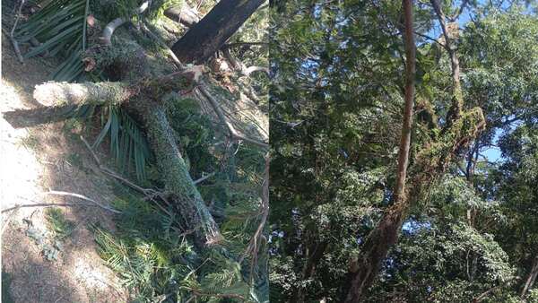 Hombre fallece al caerle una rama mientras podaba un árbol en San Pedro del Paraná