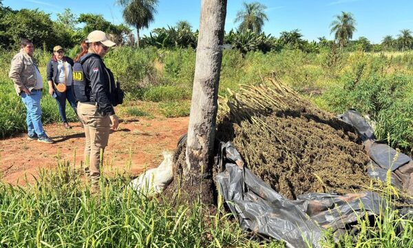 Incautan más de 7 toneladas de marihuana y detienen a cuatro personas
