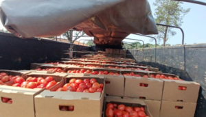 Reiterado reclamo de frutihortícolas sobre ingreso excesivo de tomates argentinos - Portal Digital Cáritas Universidad Católica