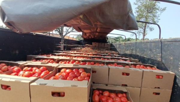 Reiterado reclamo de frutihortícolas sobre ingreso excesivo de tomates argentinos - Portal Digital Cáritas Universidad Católica