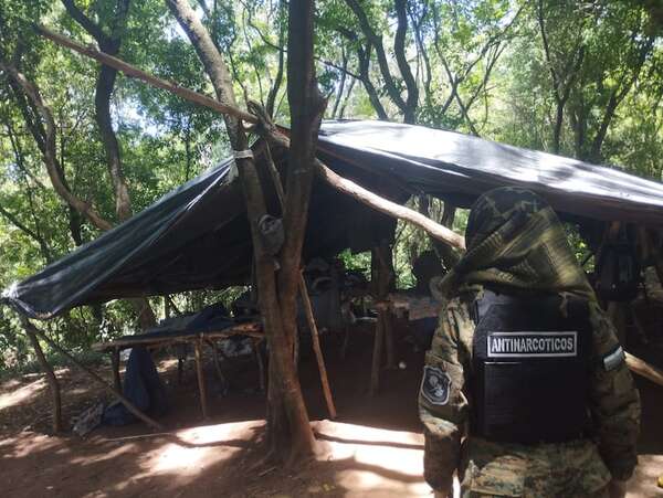 Destruyen plantación de marihuana en Bella Vista Norte - Policiales - ABC Color