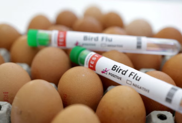 Estados Unidos: confirman primera muerte por virus de gripe aviar - Unicanal