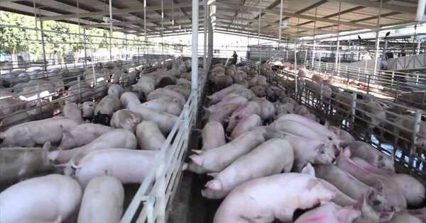La Nación / El BNF reconoce la importancia del sector porcino, afirman