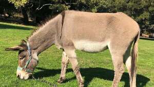 Fallece el burro que inspiró el personaje en película de Shrek
