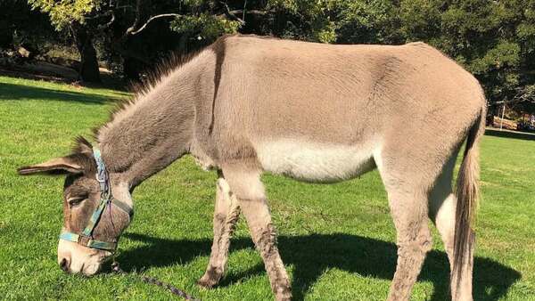 Fallece el burro que inspiró el personaje en película de Shrek
