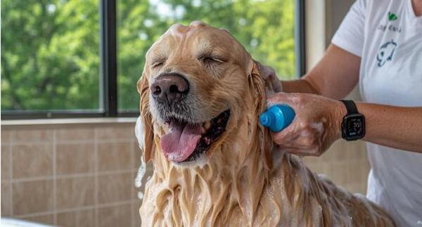 Cuál es la frecuencia ideal para bañar a un perro según los veterinarios