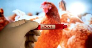 La Nación / Detectan brote de gripe aviar en Lisboa