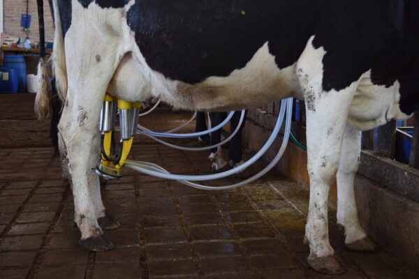Precio de la leche en polvo entera bajó en Fonterra