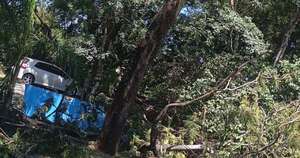 Diario HOY | Hombre murió cuando podaba un árbol
