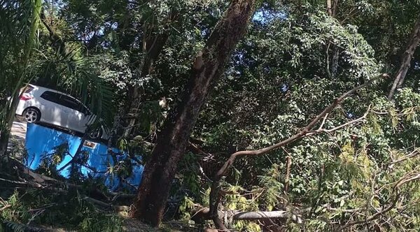 Hombre murió cuando podaba un árbol