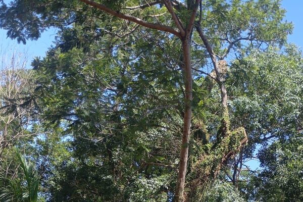 Podaba un árbol en su casa y una rama lo mató