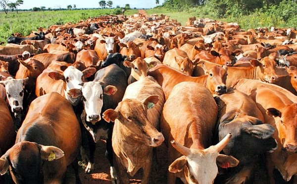 Capacitan a productores ganaderos de Itapúa sobre nuevo sistema de identificación animal