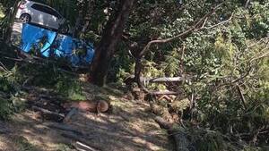 Murió aplastado mientras podaba un árbol