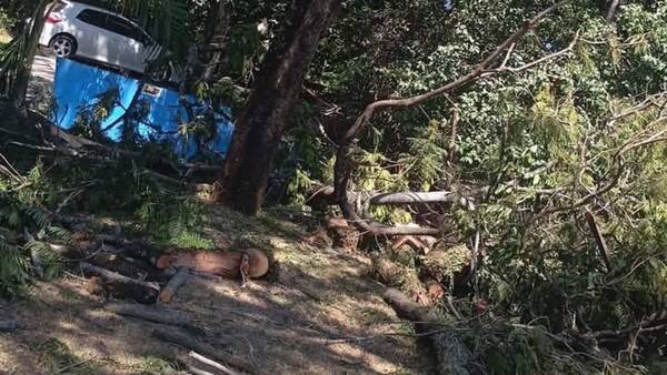 Murió aplastado mientras podaba un árbol