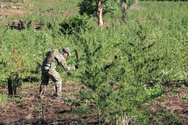 Destrucción de Plantación de Marihuana en Amambay: Un Paso en la Lucha contra el Narcotráfico