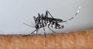 La Nación / Mosquitos: un “macho tóxico” podrían frenar enfermedades tropicales
