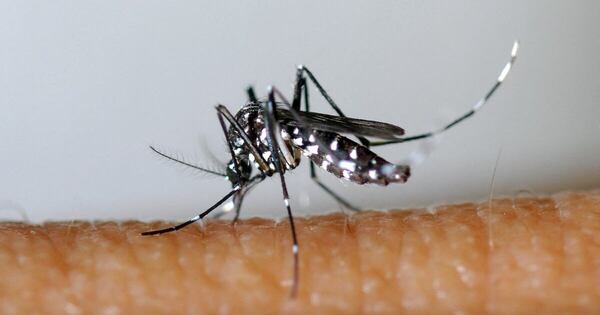 La Nación / Mosquitos: un “macho tóxico” podrían frenar enfermedades tropicales