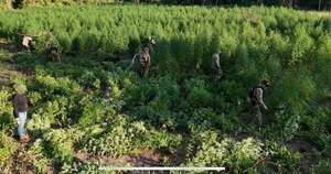 La Nación / Destruyen 24 toneladas de marihuana en Amambay durante trabajos de la Senad