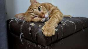 Gatos que arañan los muebles: por qué lo hacen y cómo redirigir ese comportamiento - Mascotas - ABC Color