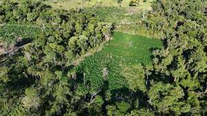 Destruyen plantación de marihuana y campamentos narcos en Bella Vista Norte - Policiales - ABC Color