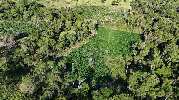 Destruyen plantación de marihuana y campamentos narcos en Bella Vista Norte - Policiales - ABC Color