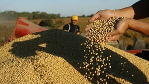 Cosecha de soja a nivel país podría llegar a 10,5 millones de toneladas con la zafriña, según consultora | Agronegocios | 5Días