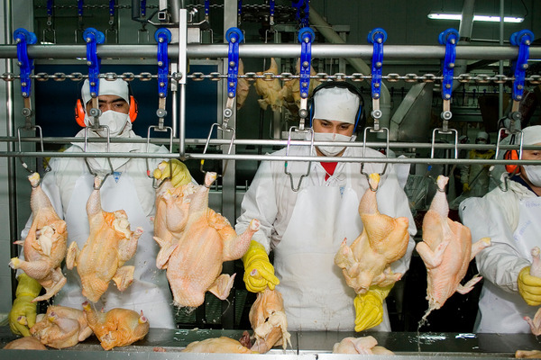 Exportaciones de carne aviar también cerraron el 2024 en positivo debido a mejores precios | Agronegocios | 5Días