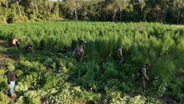 Senad destruye alrededor de 24 toneladas de marihuana en Amambay