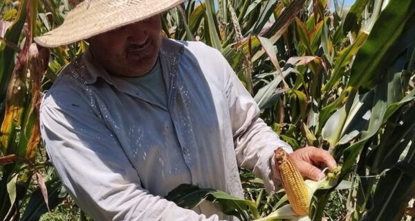 Pequeños productores de San Pedro diversifican entre sésamo y maíz choclo