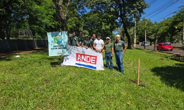 ANDE realizó arborización con varias especies nativas en espacio público de Ciudad del Este – Diario TNPRESS