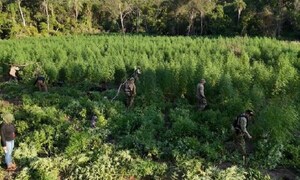 Senad destruye alrededor de 24 toneladas de marihuana en Amambay – Prensa 5