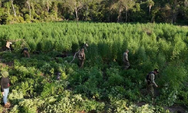 Senad destruye alrededor de 24 toneladas de marihuana en Amambay – Prensa 5