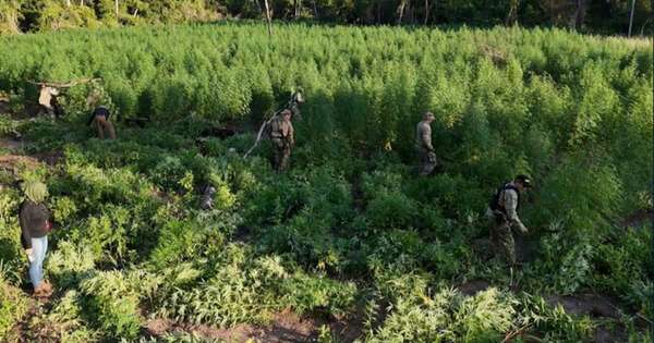 La Nación / Destruyen 24 t de marihuana
