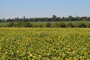 Preocupa la falta de lluvias y su impacto en los cultivos de soja en Paraguay