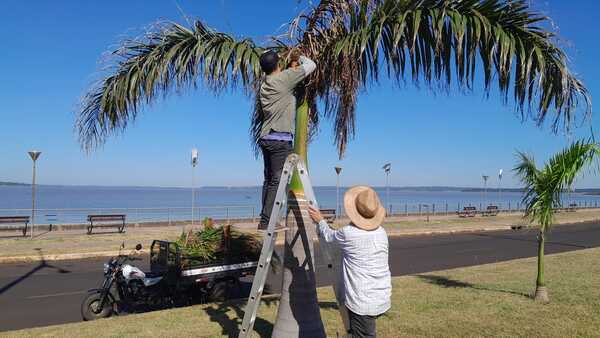 Municipalidad de Encarnación realiza trabajos de poda y mantenimiento en la costanera