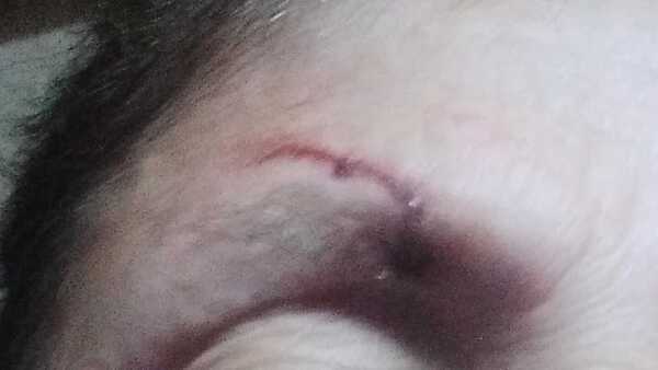 Golpeó a su mamá porque le grabó siendo infiel a su marido