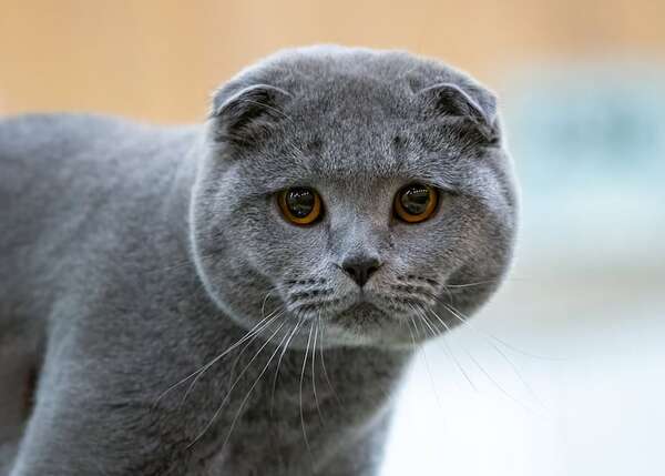 Conocé al gato Fold Escocés, una raza de orejas dobladas - Mascotas - ABC Color