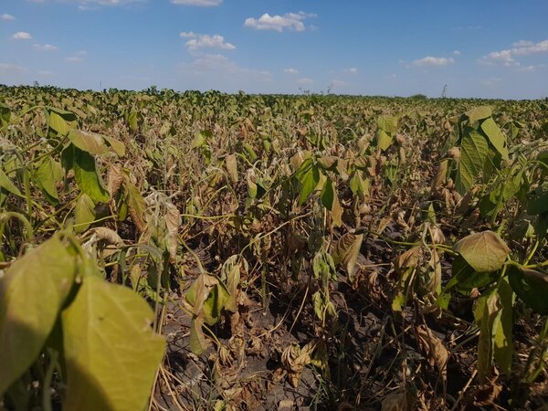 “Habrá grandes perdidas si no llega la lluvia en los próximos días”, afirman los sojeros | Agronegocios | 5Días